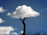 Tree cloud