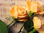Yellow Roses