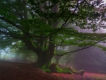 moss covered tree in the mist