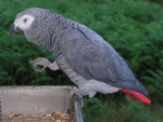 Arican Grey Parrot