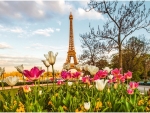 Tulips and Eifeltower