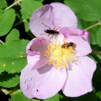 Two bugs on one flower