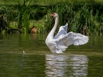 SWAN