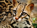 Ocelot