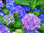 Hydrangea