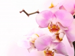 Pink orchid