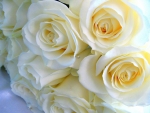 White Roses