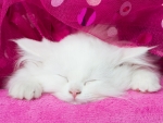 *White Kitten*