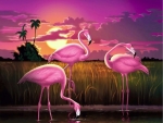 Pink Flamingos at Sunset