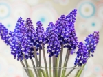 Purple flowers /Muscari