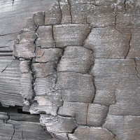Burnt Wood