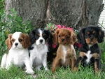 Cavalier King Charles Spaniel