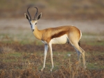 The Springbok, South Africa's national animal