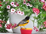 Baltimore  Oriole