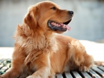 Golden Retriever Dog