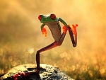 dancing frog