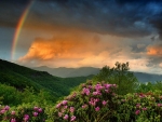 Spring Rainbow