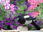 magpie visit