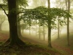 Mist forest