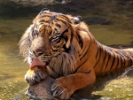 Happy Sumatran Tiger