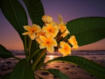Plumerias At Sunset