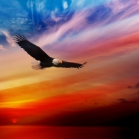SUNSET EAGLE