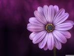 Purple daisy