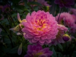 Dahlias