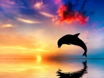 Leaping Dolphin