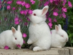Bunny garden