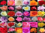 Roses galore