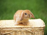 Bunny basket