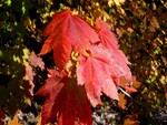 Vine Maple Leaves