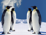 Penguins In HD