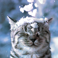 Cat in Snow