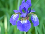 Blue Iris