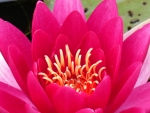 Red Waterlily