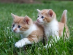 Kittens