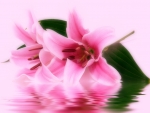 Lilies â™¥