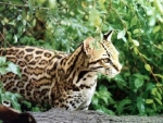 Ocelot on the hunt