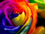 rainbow rose petals