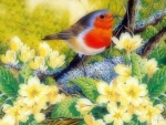 Robin in Spring