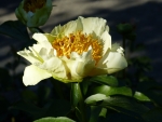 Peony