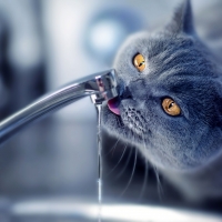 Thirsty Cat