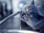 Thirsty Cat