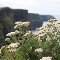 Flowers in cliff
