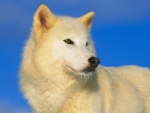 arctic wolf