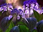 Purple Hydrangea