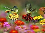 Little Birds and Zinnia Flowers