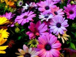 colorful flowers